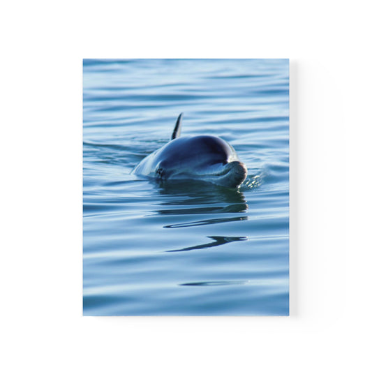 Monkey Mia Dolphin Poster