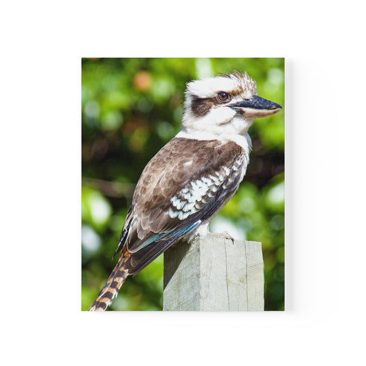 Kookaburra Poster